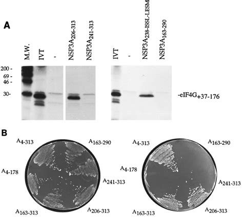 Domain Of Nsp That Interacts With Eif Gi The Domain Of Nsp A