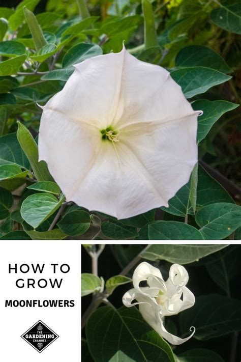 How To Grow Moonflowers Ipomoea Alba Artofit