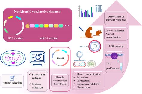 Frontiers Strategy Of Developing Nucleic Acid Based Universal