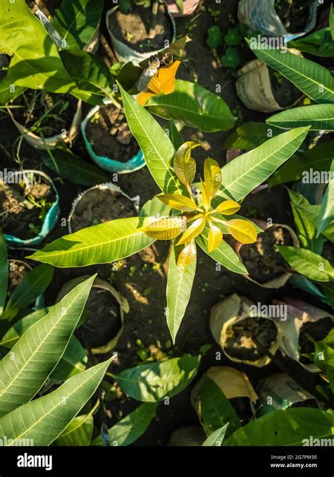 Top View Of Grafted Young Mango Trees In Seedling Bags On A Farm Stock