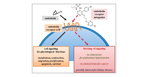 Endothelin Receptor Antagonists Beyond Pulmonary Arterial Hypertension Cancer And Fibrosis