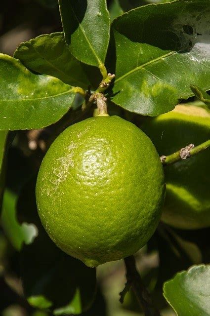 Lime Trees: Many Varieties To Choose From - Ask The Green Genie