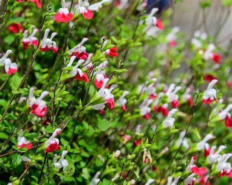 Salvia microphylla 'Hot Lips' bare roots — Buy littleleaf sage online