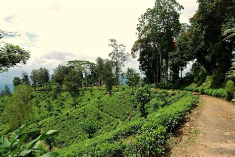 Munnar Tea Plantation Walking Tour - Plantations and vineyard tour in ...