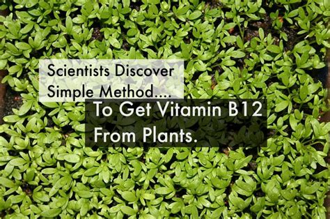 Scientists Discover Genius Way to Get Vitamin B12 Naturally Into Vegan Diet