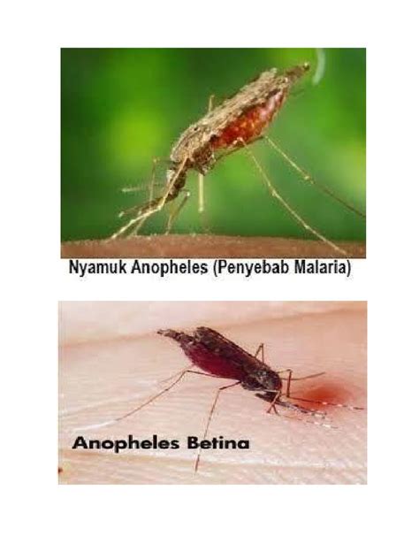 (PDF) Gambar Nyamuk Malaria - DOKUMEN.TIPS