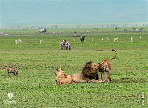 Days Midrange Tanzania Safari Gardenia African Safaris