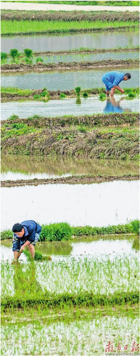 草长莺飞季 春耕农忙时吴川种植无人机