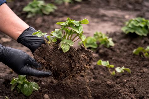 Erdbeeren Umpflanzen Der Richtige Zeitpunkt