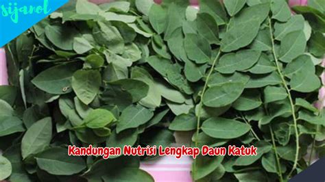 manfaat daun katuk  kesehatan tubuh  wajib diketahui