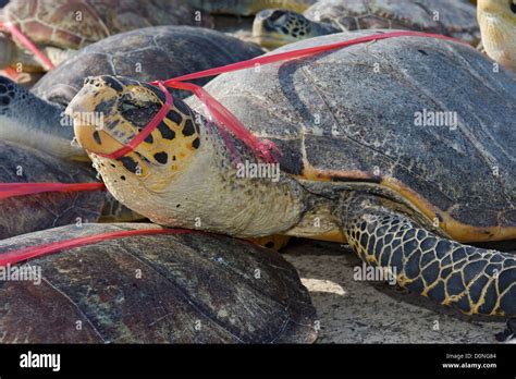 Dead Sea Turtles Are Lined Up On Dock After Being Unloaded Boat