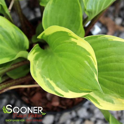 Raspberry Sundae Hosta Sooner Plant Farm