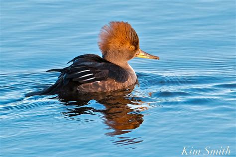 female Hooded Merganser | Kim Smith Films