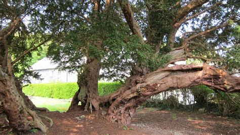 The Ancient Llangernyw Yew: A Haunting Prophecy from Wales' Oldest Tree - Amazing Nature