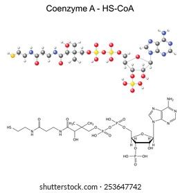 Structural Chemical Formula Model Coenzymea Hscoa Stock Vector (Royalty Free) 253647742 ...