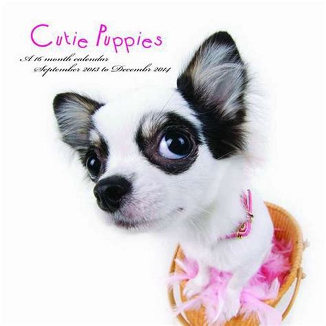 Cutie Puppies 2014 Wall Calendar Magnum Calendars 9781617913044