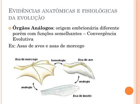 PPT Evidências da Evolução Biológica PowerPoint Presentation free