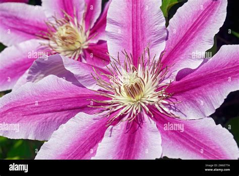 Close up image of Barbara Jackman Clematis flowers (Clematis Barbara ...