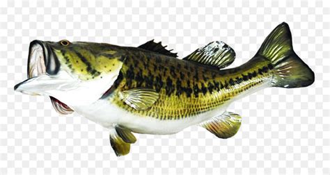 Download High Quality fishing clipart largemouth bass Transparent PNG ...