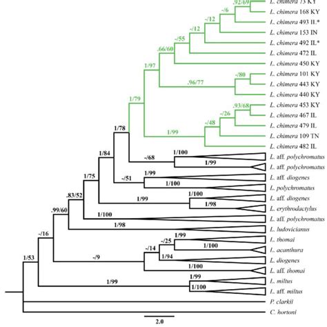 Phylogram Showing Maximum Likelihood Tree Of Lacunicambarus Estimated