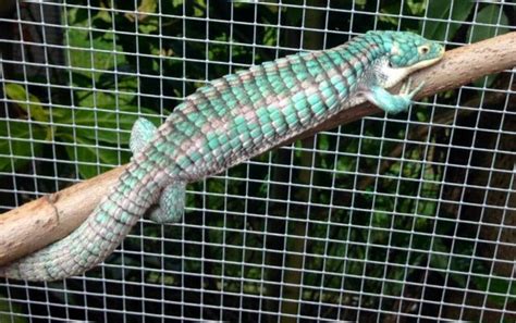 Abronia Graminea Blue Eyes Reptiles For Sale