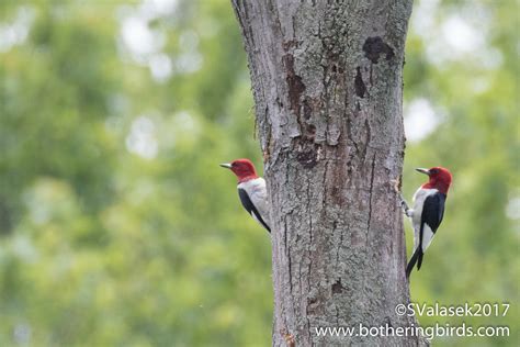 Red Headed Woodpeckers Oak Openings Sp Toledo Oh Usa Flickr