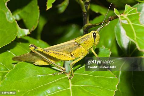 124 Peleliu Island Stock Photos, High-Res Pictures, and Images - Getty ...