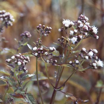 Foeniculum Vulgare Purpureum Claire Austin