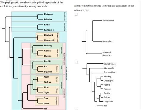 Solved The phylogenetic tree shows a simplified hypothesis | Chegg.com 
