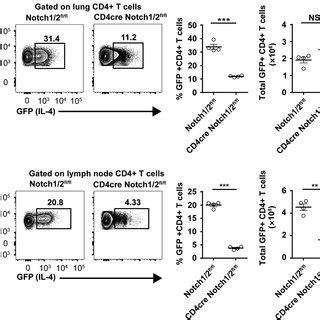 Deletion Of Notch Receptors On T Cells Results In Reduced Il