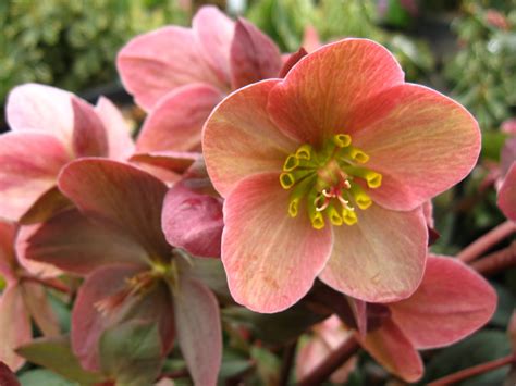 Hellebores For Great Early Spring Color Vander Giessen Nursery Inc