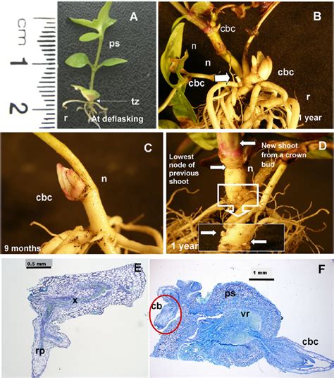 Development of the transition zone and bud clusters from different ...