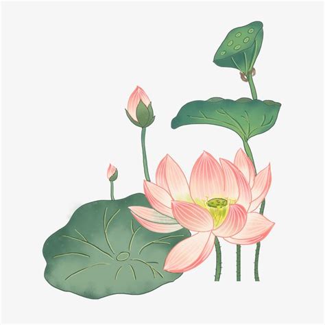 荷花荷叶夏日免抠素材免费下载 觅元素51yuansu Tree Illustration Botanical