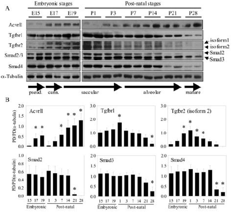 Tgfbr1 Western Blot Gene Expression Assay Gxd