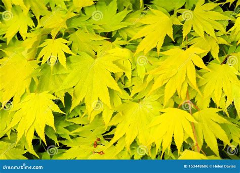 Fresh Green Japanese Maple Acer Palmatum Leaves Stock Photo Image Of