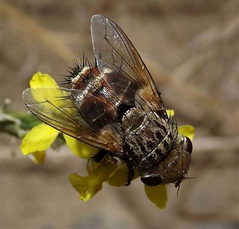 moscas Florícolas de Chile on Instagram Gonia pallens Tachinidae