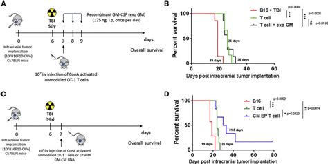 GM CSF RNA Modified T Cells Prolong Overall Survival In A Murine Brain