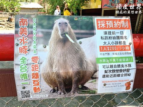 頑皮世界野生動物園｜台南景點推薦，與水豚君近距離互動，水豚互動預約教學