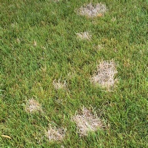 Common Lawn Fungus And Diseases In Central Indiana Lawn Pride