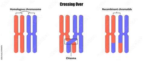 Vetor De Crossing Over Genetic Recombination Crossing Over During