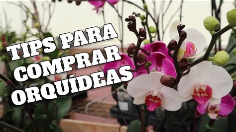 Tips para comprar orquídeas Phalaenopsis al mejor precio Agentes