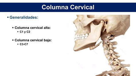 Anatomía de columna cervical PPT