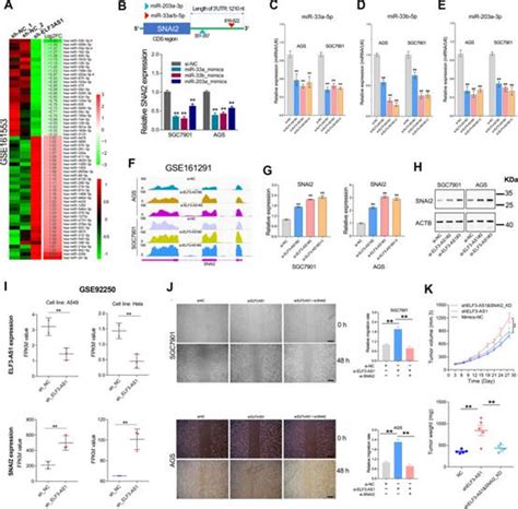 Lncrna Elf3 As1通过与snai2形成负反馈环路抑制胃癌，并通过与ilf2ilf3复合物相互作用调节elf3 Mrna的稳定性