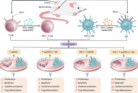 Blockage Of Immune Checkpoint Molecules Increases Tcell Priming