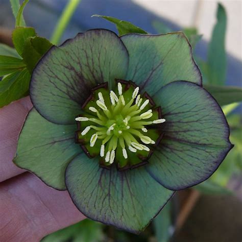 Green Flowered Hellebores Deborah Silver And Co