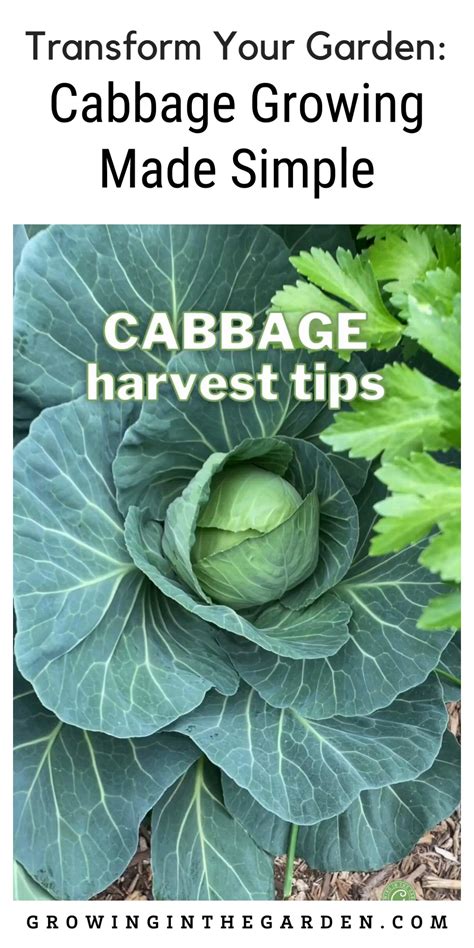 Growing Cabbage In Containers And Planting Tips Garden For Beginners