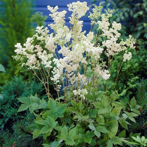 Filipendula Ulmaria Plena Pleniflora Lggr S P Cm