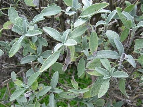Adaçayı Bitkisi
