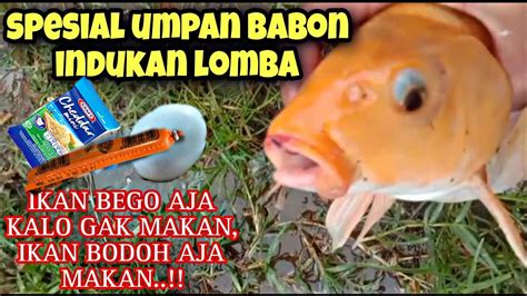 Umpan Spesial Babon Indukanikan Ramepun Dilahap Umpan Mancing Ikan