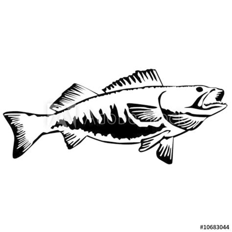 Walleye Vector at Vectorified.com | Collection of Walleye Vector free ...